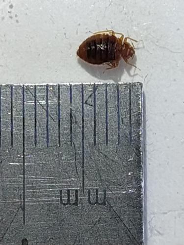 Cimex lectularius